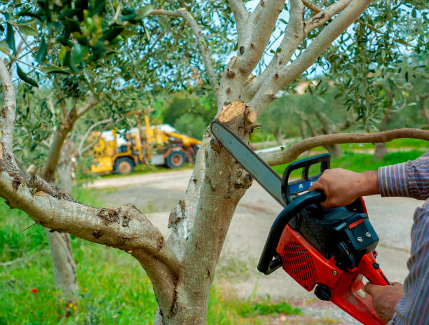 Best Tree Care Services  in Yermo, CA